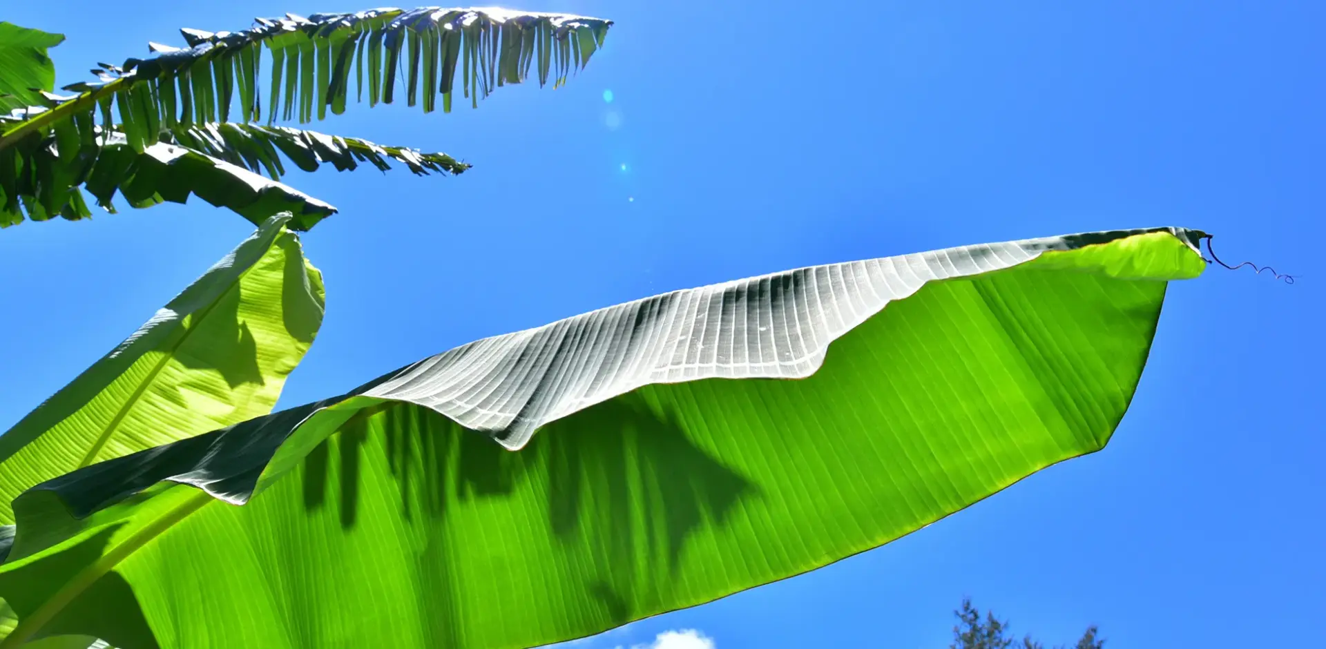 始めたばかりの“医学バナナ”ブログ──一年の感謝と来年への願い