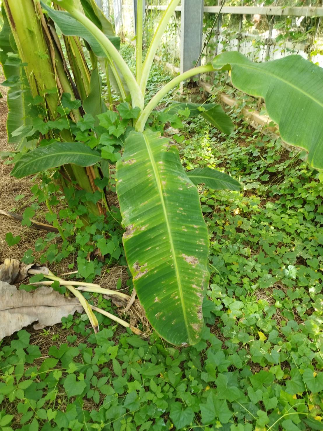 バナナ園のお手入れ