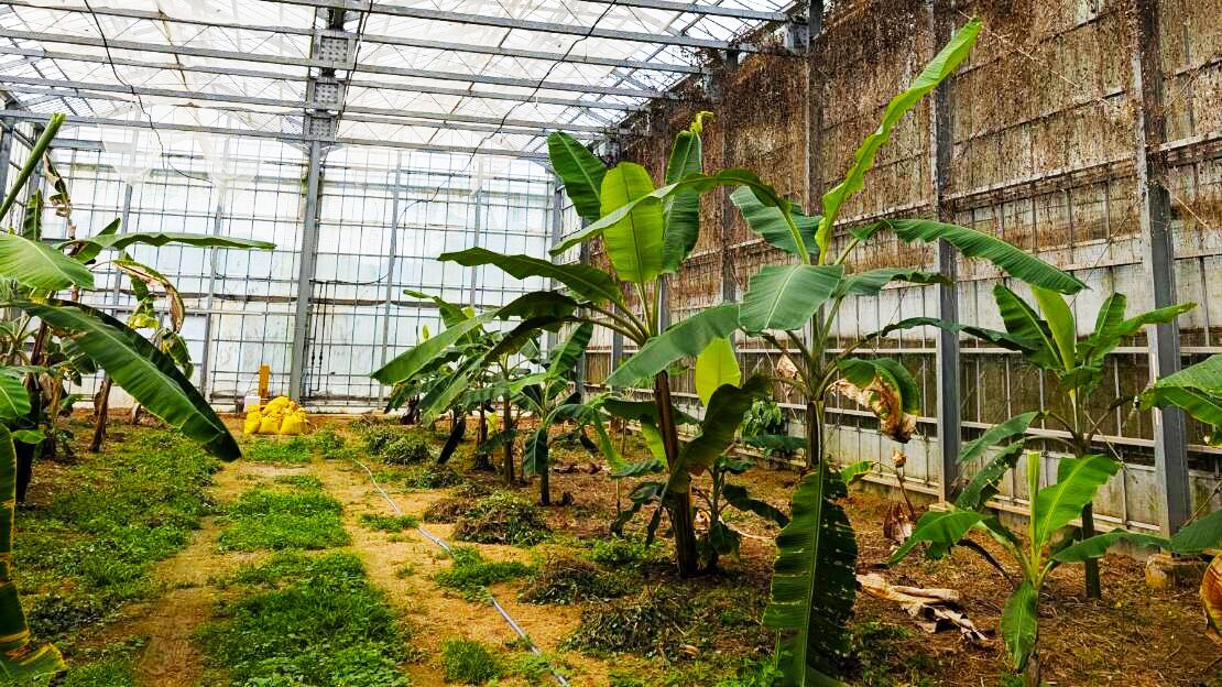 バナナ農園の様子