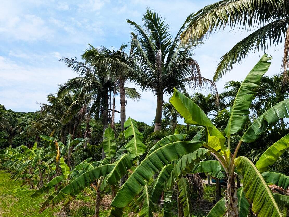 バナナ園の様子